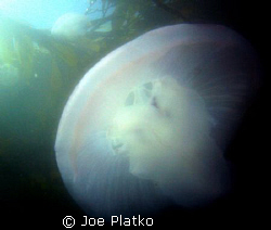 Close up of a jelly that almost landed straight on my fac... by Joe Platko 